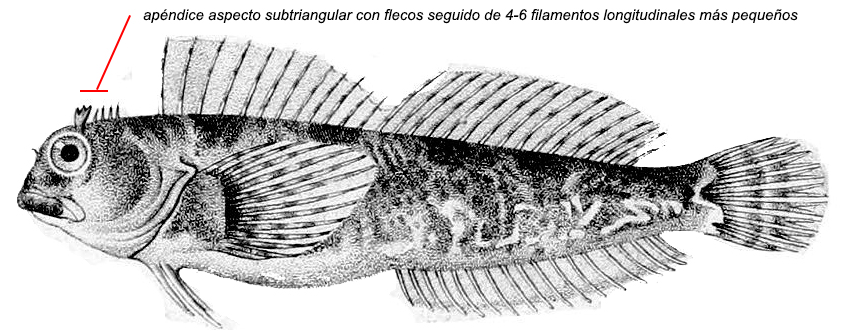 Coryphoblennius galerita_01.jpg